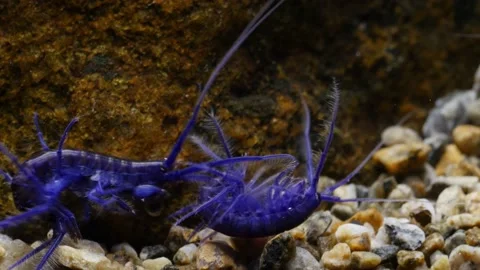 GAMMARUS01219445 Stock Footage 163526077