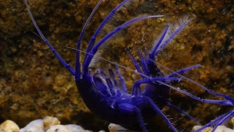 GAMMARUS01221513 Stock Footage 163526166