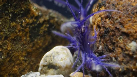 GAMMARUS01224685 Stock Footage 163526199