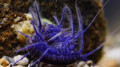 GAMMARUS01226509 Stock Footage 163526270