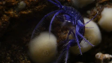 GAMMARUS01228665 Stock Footage 163526333