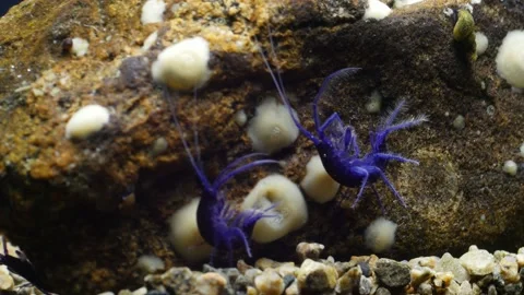 GAMMARUS01234601 Stock Footage 163526217