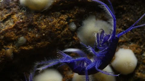 GAMMARUS01238176 Stock Footage 163526274