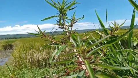 Gandarusa has a slender stem with spreading branches. Stock-Footage 330945313