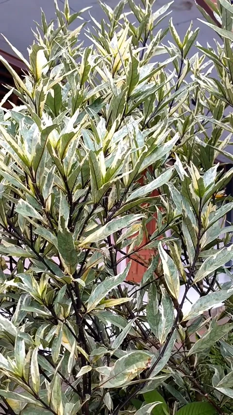 Gandarusa varigata Stock Footage 325715133