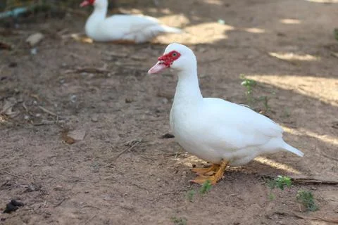 Gander standing rest in the pool. Stock Photos