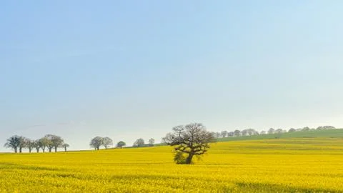 Ganders Oak Stock Photos