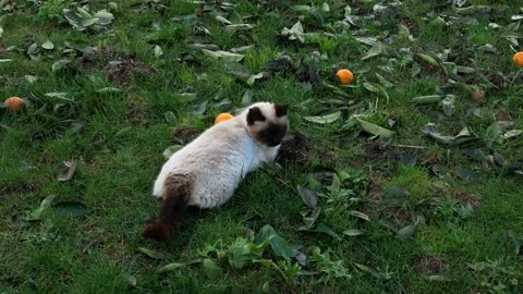 Gandhi Cat 库存影片 148344736