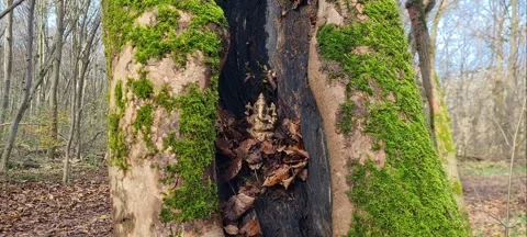 Ganesha in the forest 스톡 동영상 229539855