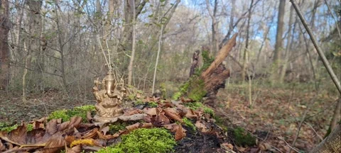 Ganesha in the forest 스톡 동영상 229539893