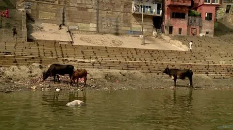 Ganges Along River Cows 스톡 동영상 10589911