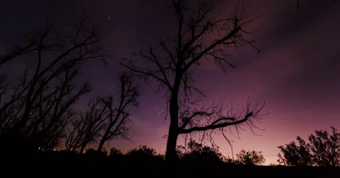 Gangly Tree Cloud Lapse 库存影片 41715113