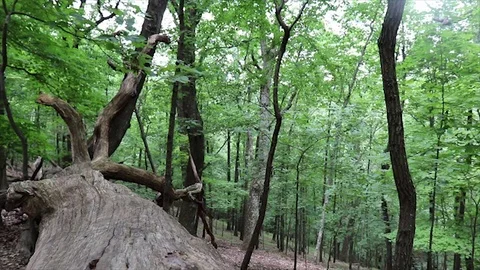 Ganier Ridge Trail Stock Footage 91367272