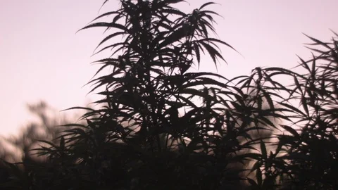 Ganja field 1 Stock Footage 114837600