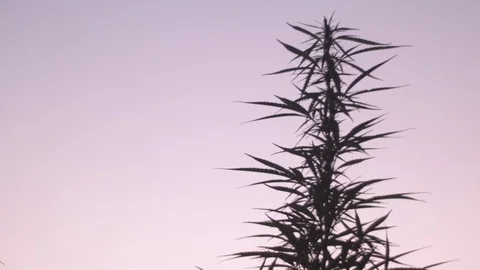 Ganja field 2 Stock Footage 114838671