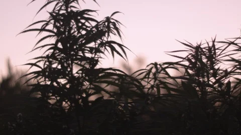 Ganja field 3 Stock Footage 114837550