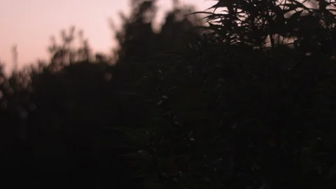 Ganja field 4 Stock Footage 114838851