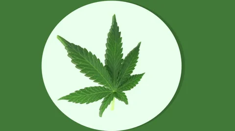 Ganja Leaf Rotating Stock Footage 40839620