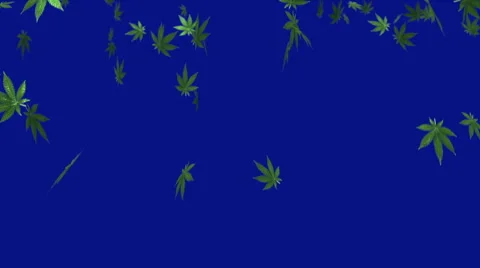Ganja Leafs Falling Blue Background Stock-Footage 40839951