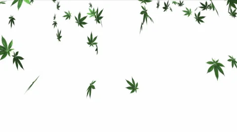 Ganja Leafs Falling On White Background From Above Vidéo 40839963