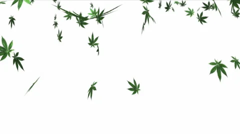 Ganja Leafs Falling On White Background Video stock 40839965