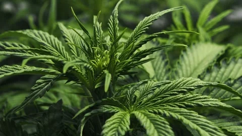 Ganja Leaves with buds texture. Vegetative stage of medical marijuana growth Stock Footage 246621828