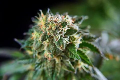 Ganja Leaves Macro view. Vegetative stage of medical marijuana growth. Stock Photos