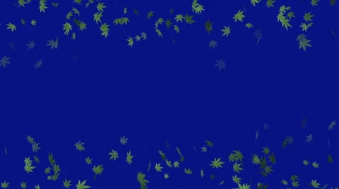 Ganja Mary Leafs Falling On Blue Background From Both Sides Stock Footage 40840005