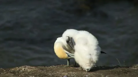 Gannet and chick Vidéo 11237404