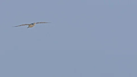  Gannet Bird. 2 year old immature juvenile  Stock Footage 120147704