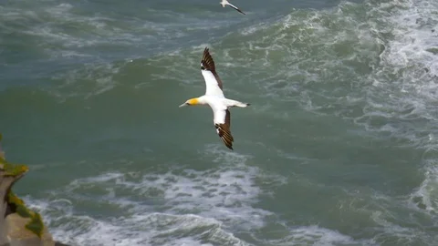 Gannet bird in flight Stock Footage 92473488