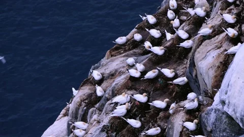 Gannet bird nesting spot on Runde island Stock Footage 230222248