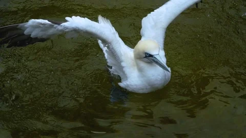 Gannet bird swimming  Stock Footage 135995002