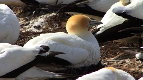 Gannet Birds Video stock 44446413