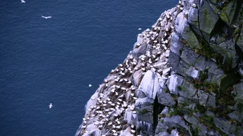 Gannet birds nesting on cliffs of Norway Stock Footage 230222193