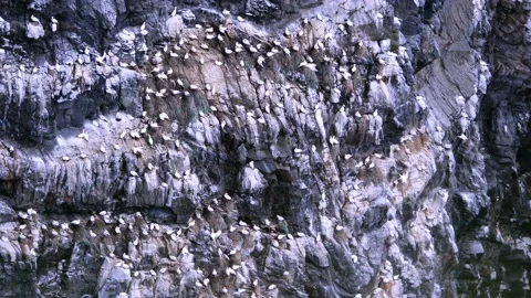 Gannet birds nesting on cliffs of Runde island Video stock 230222775