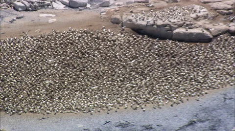 Gannet Breeding Colony Stock Footage 65434881