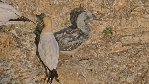 Gannet chick bird flexing and strengthening it's wings. Stock Footage 120150346