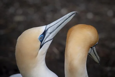 Gannet Close-up 스톡 사진