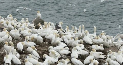 Gannet Colony at Bird Rock - Cape St Mary's Newfoundland - Medium 4K Stock Footage 165783053