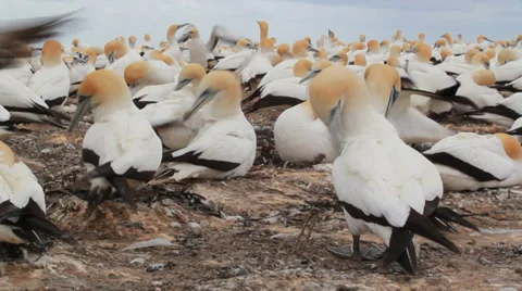 Gannet Colony Stock Footage 35568618