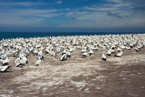 Gannet colony. Stock Photos