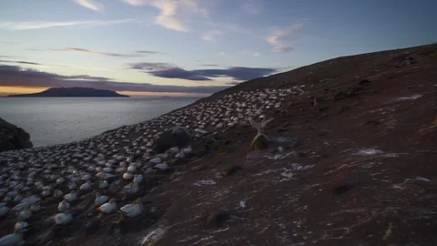 Gannet Colony At Sunset Stockbeeldmateriaal 96586070