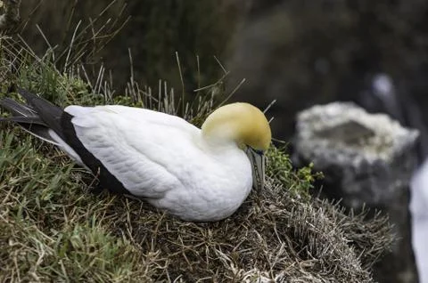 Gannet during the nesting and breeding season in Muriwai Beach N Fotos Stock
