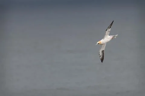 Gannet in Flight, Bempton Cliffs, Yorkshire, England Stock Photos