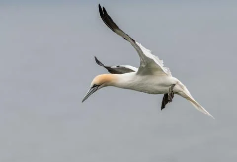 Gannet in Flight, Bempton Cliffs, Yorkshire, England Stock Photos