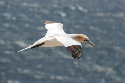 A gannet in the flight before the cliffs of Helgoland Stock Photos