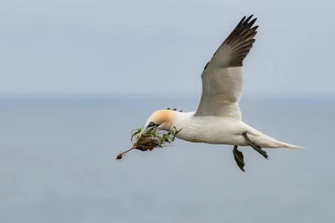 Gannet in Flight with Nesting Material Foto stock