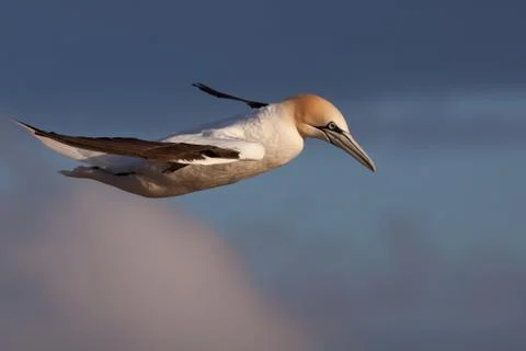 Gannet in flight Stock Photos