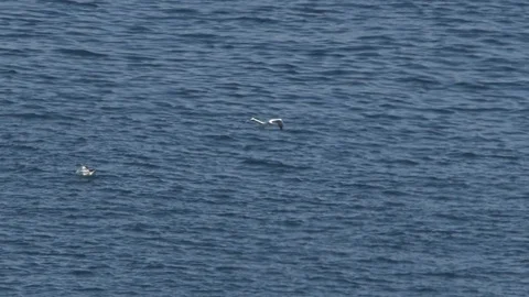 Gannet flying and Diving. Vídeos de archivo 120372384